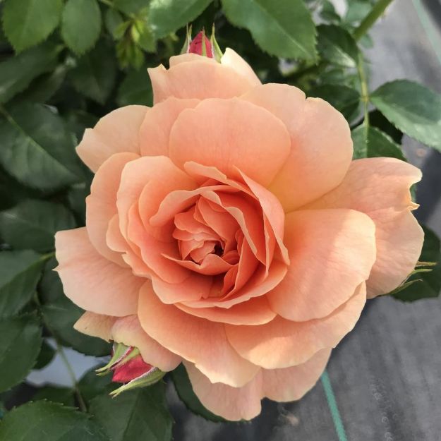 Picture of Rose At Last® PP27541 #3PW