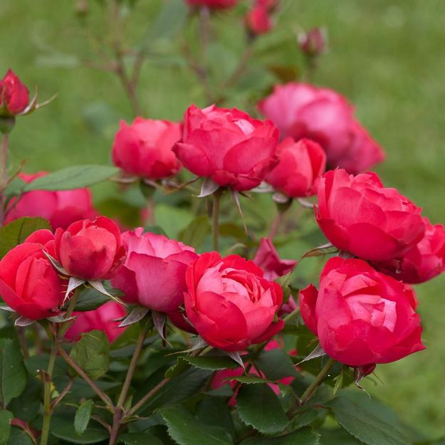 Picture of Rose Oso Easy Double Red® PP26298 #3PW