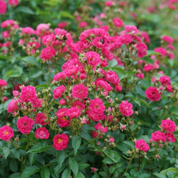 Picture of Rose Oso Easy Peasy® PP29167 #3PW