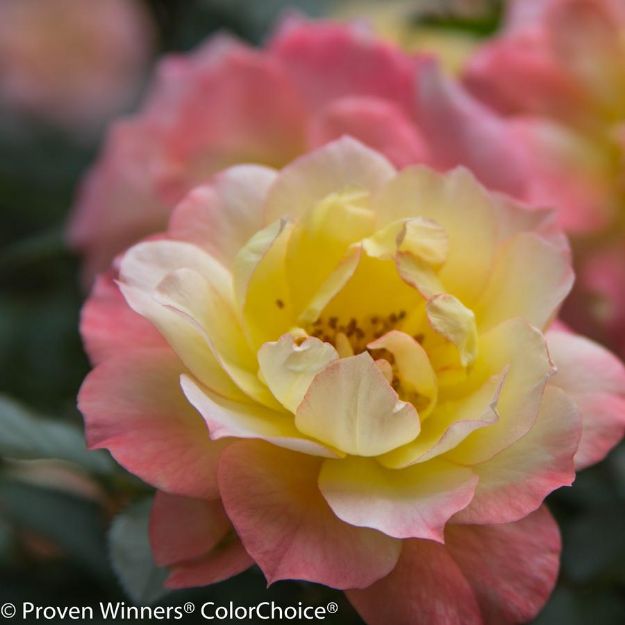Picture of Rose Oso Easy Italian Ice® PP26532 #3PW