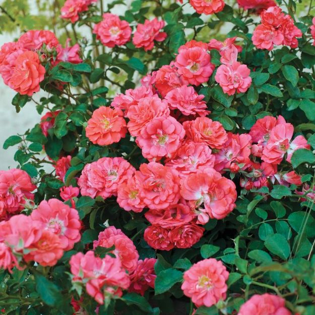 Picture of Rose Coral Drift® PP19148 #3DR