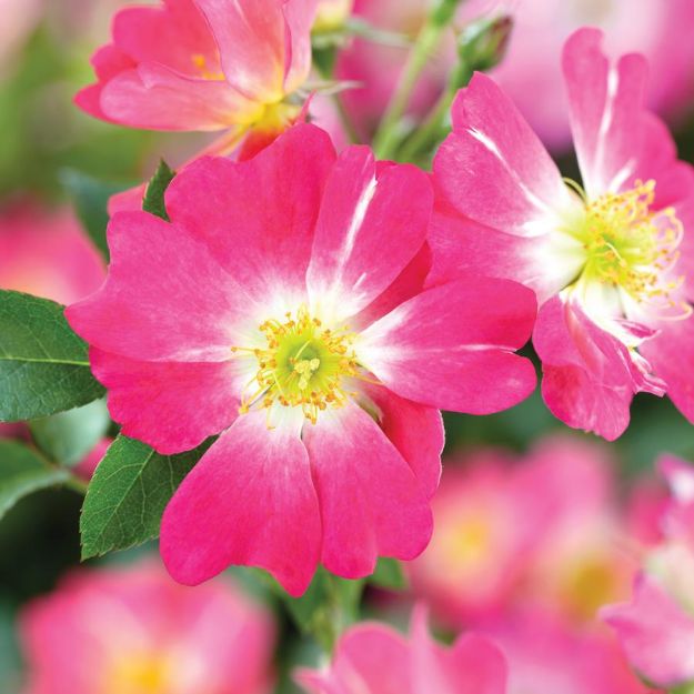 Picture of Rose Pink Drift® PP18874 #3DR