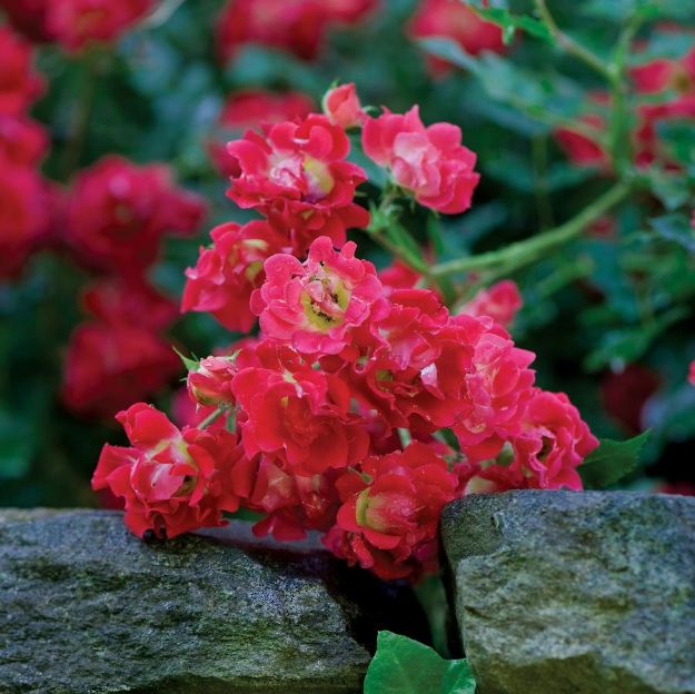 Picture of Rose Red Drift® PP17877 #3DR