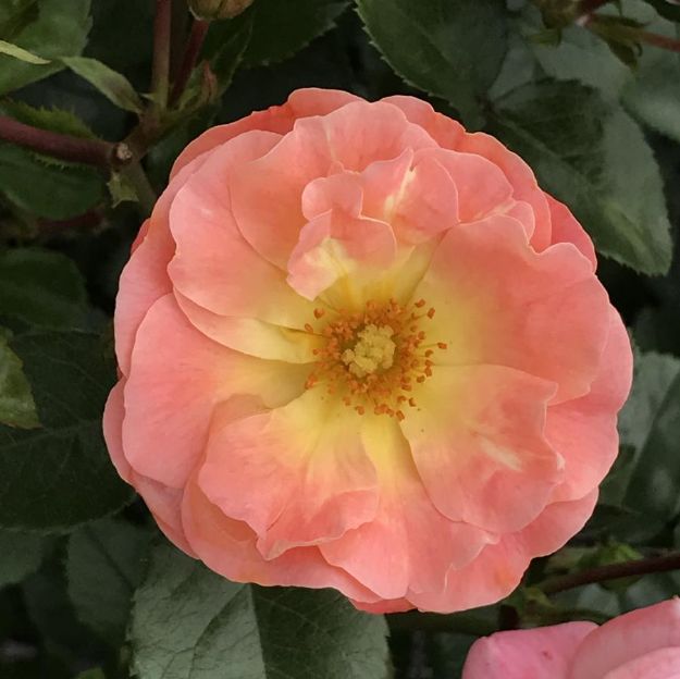 Picture of Rose Peach Drift® PP18542 #3DR