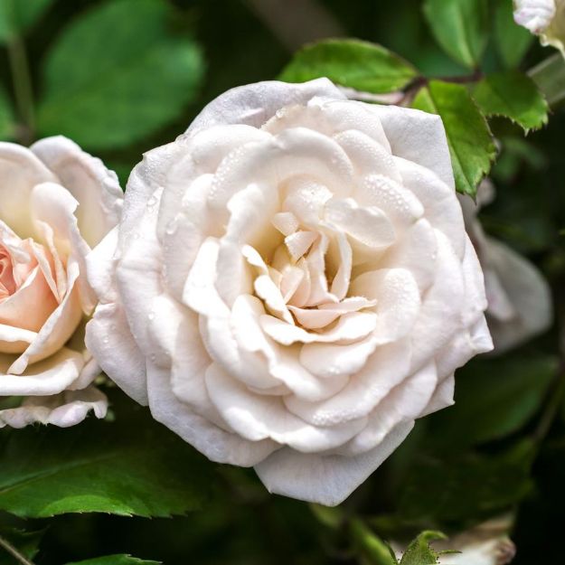 Picture of Rose White Drift® PP28054 #3DR