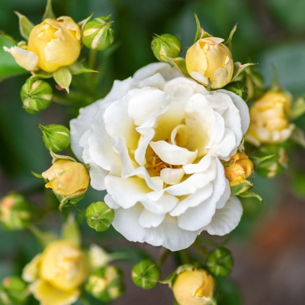 Picture of Rose Popcorn Drift® PP24773 #3DR