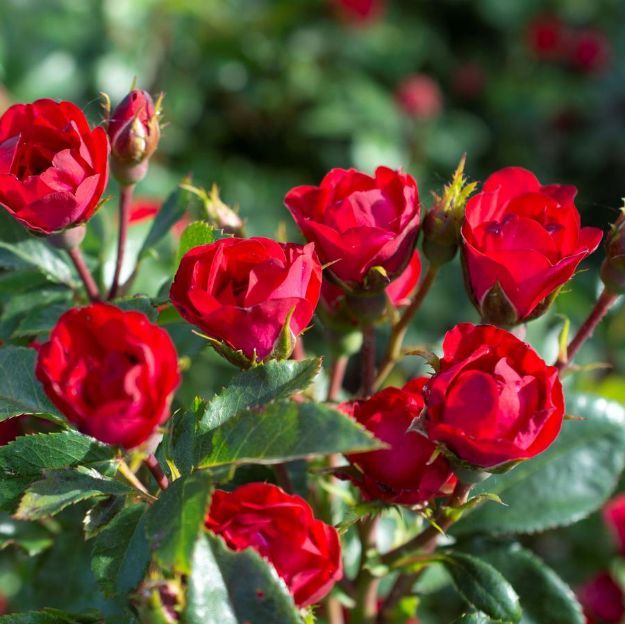 Picture of Rose Petite Knock Out® PP30811 #1.5KO