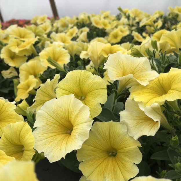 Picture of Petunia 'Bee's Knees' PP32448 4.5" (10/Flat)