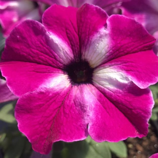 Picture of Petunia Headliner™ Enchanted Sky P 4.5" (10/Flat)