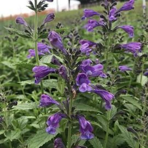 Picture of Nepeta Prelude™ Purple PP33997 #4Q