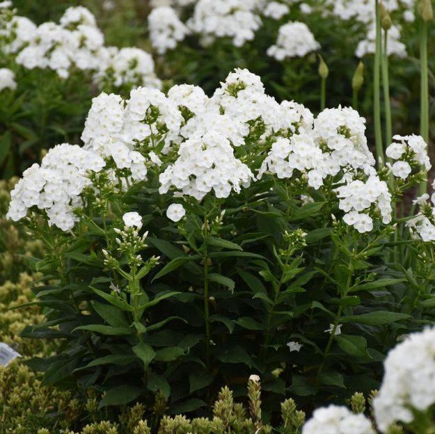 Picture of Phlox paniculata Luminary™ 'Backlight' PP34506 #4QPW