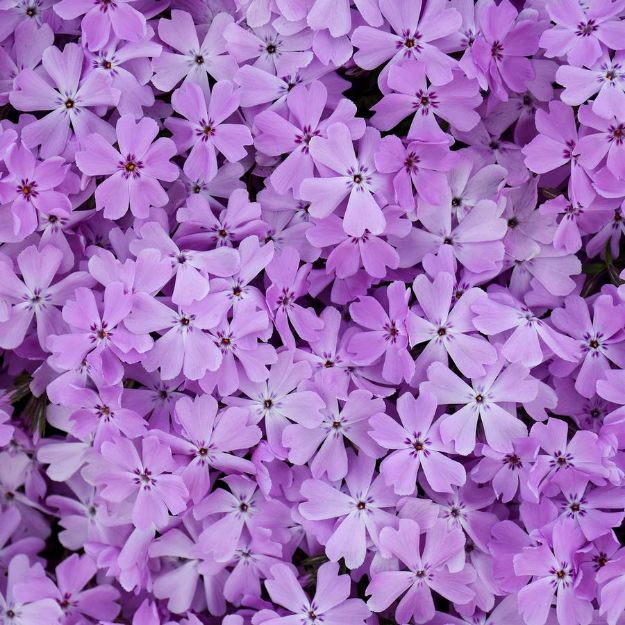 Picture of Phlox Spring Bling™ 'Pink Sparkles' PP33276 #4QPW