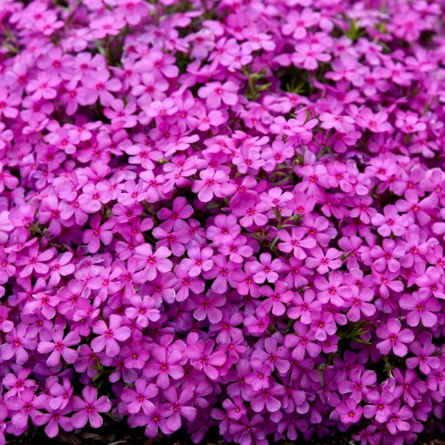 Picture of Phlox Spring Bling™ 'Ruby Riot' PP34223 #4QPW