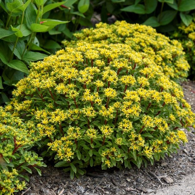 Picture of Sedum 'Bright Idea' PP34396 #4QPW