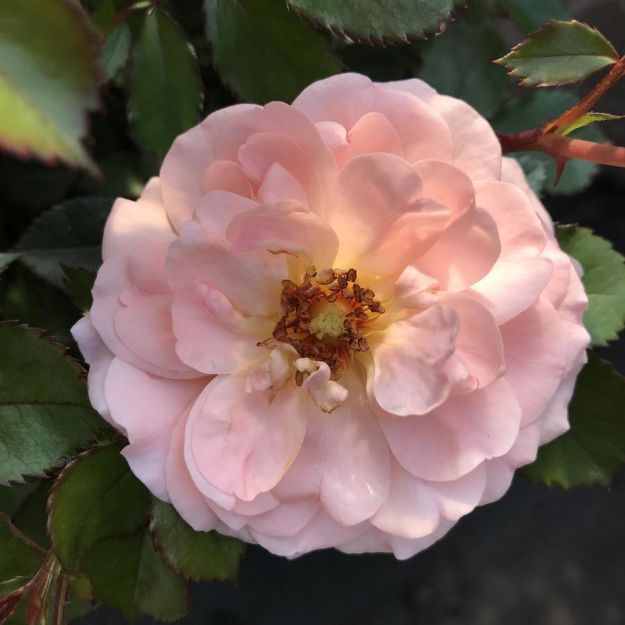 Picture of Rose Apricot Drift® PP23354 #3DR
