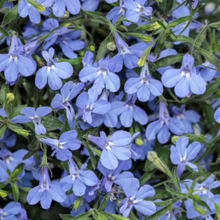 Show details for Lobelia Laguna® Sky Blue PP15526 4.5"PW (10/flat) Picture of Lobelia Laguna® Sky Blue PP15526 4.5"PW (10/flat)