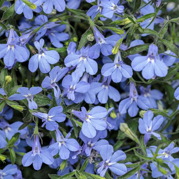 Picture of Lobelia Laguna® Sky Blue PP15526 4.5"PW (10/flat)