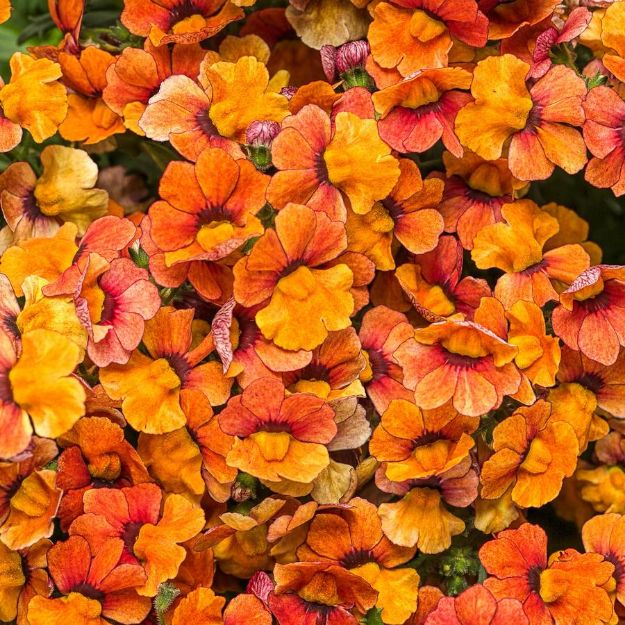 Picture of Nemesia Sunsatia® Blood Orange™ PP28355 4.5"PW (10/flat)
