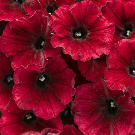 Show details for Petunia Supertunia® Black Cherry® PP27312 4.5"PW (10/flat) Picture of Petunia Supertunia® Black Cherry® PP27312 4.5"PW (10/flat)
