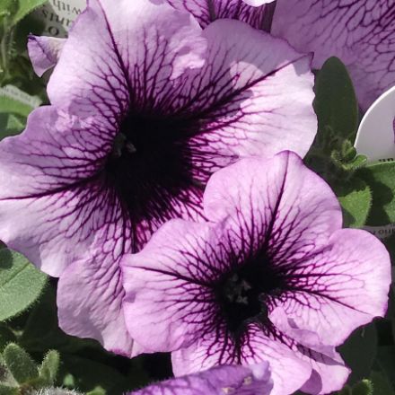 Show details for Petunia Supertunia® Bordeaux™ PP16144 4.5"PW (10/flat) Picture of Petunia Supertunia® Bordeaux™ PP16144 4.5"PW (10/flat)
