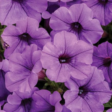 Show details for Petunia Supertunia® Mini Vista Indigo™ PP38278 4.5"PW (10/flat) Picture of Petunia Supertunia® Mini Vista Indigo™ PP38278 4.5"PW (10/flat)