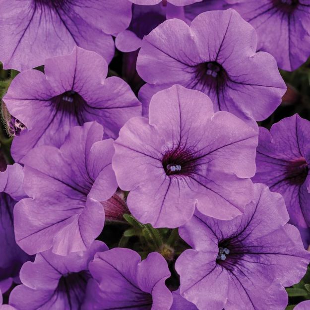 Picture of Petunia Supertunia® Mini Vista Indigo™ PP38278 4.5"PW (10/flat)