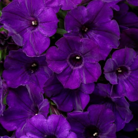 Show details for Petunia Supertunia® Royal Velvet® PP13887 4.5"PW (10/flat) Picture of Petunia Supertunia® Royal Velvet® PP13887 4.5"PW (10/flat)