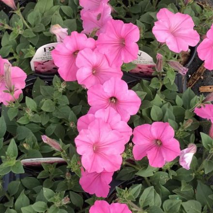 Show details for Petunia Supertunia® Vista Bubblegum® PP17730 4.5"PW (10/flat) Picture of Petunia Supertunia® Vista Bubblegum® PP17730 4.5"PW (10/flat)