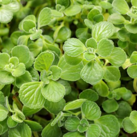 Show details for Plectranthus Cerveza 'n Lime® 4.5"PW (10/flat) Picture of Plectranthus Cerveza 'n Lime® 4.5"PW (10/flat)