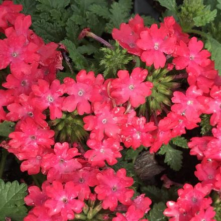 Show details for Verbena Superbena Royale® Iced Cherry PP23218 4.5"PW (10/flat) Picture of Verbena Superbena Royale® Iced Cherry PP23218 4.5"PW (10/flat)