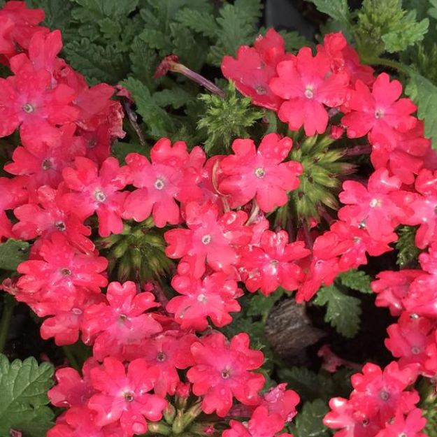 Picture of Verbena Superbena Royale® Iced Cherry PP23218 4.5"PW (10/flat)