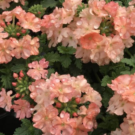 Show details for Verbena Superbena Royale® Peachy Keen PP23596 4.5"PW (10/flat) Picture of Verbena Superbena Royale® Peachy Keen PP23596 4.5"PW (10/flat)