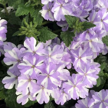 Show details for Verbena Superbena® Stormburst PP29640 4.5"PW (10/flat) Picture of Verbena Superbena® Stormburst PP29640 4.5"PW (10/flat)