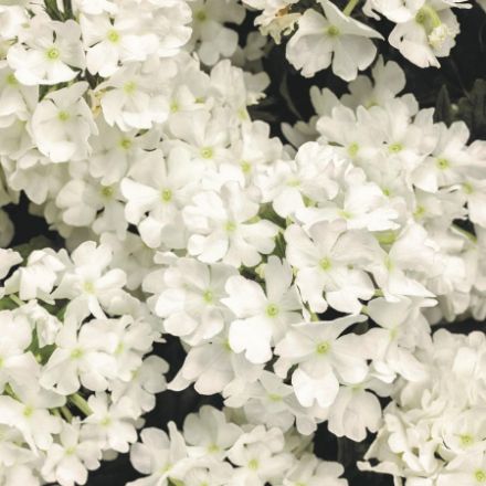 Show details for Verbena Superbena® Whiteout™ PP308974.5"PW (10/flat) Picture of Verbena Superbena® Whiteout™ PP308974.5"PW (10/flat)