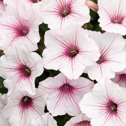 Show details for Petunia Supertunia® Vista Silverberry PP20903 6"PW Picture of Petunia Supertunia® Vista Silverberry PP20903 6"PW