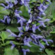 Picture of Salvia Rockin'® Blue Suede Shoes™ PP32694 6"PW