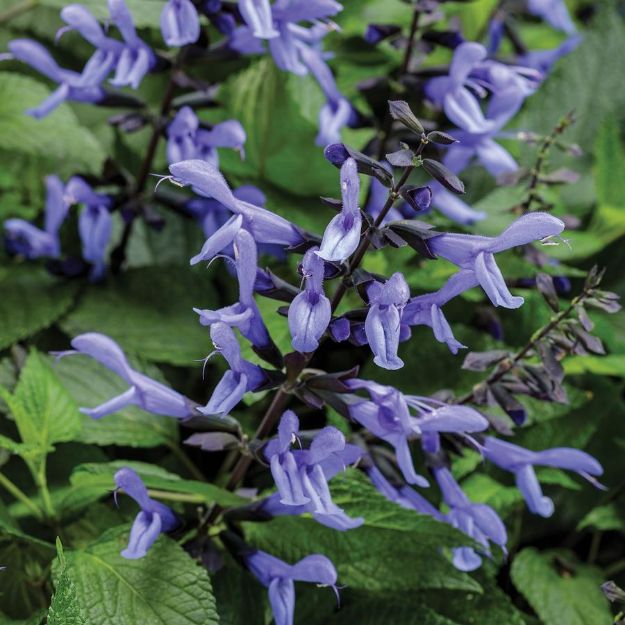 Picture of Salvia Rockin'® Blue Suede Shoes™ PP32694 6"PW