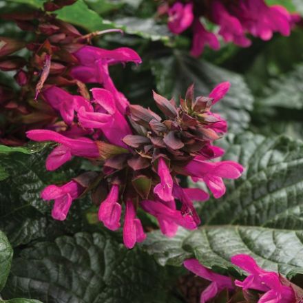 Show details for Salvia Rockin'® Fuchsia PP30923 6"PW Picture of Salvia Rockin'® Fuchsia PP30923 6"PW