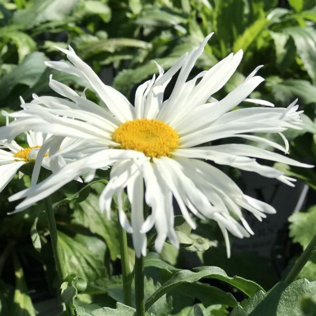 Picture of Leucanthemum superbum 'Spun Silk' PP34197 #4QPW