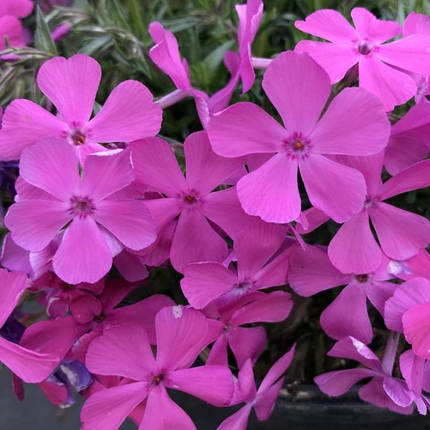 Picture of Phlox subulata 'Drummond's Pink' #4Q