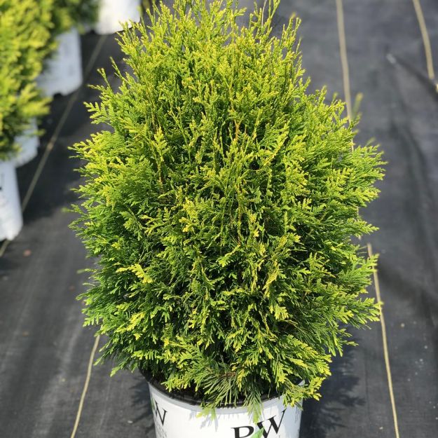 Picture of Thuja occidentalis Cheer Drops® PP33286 #3PW