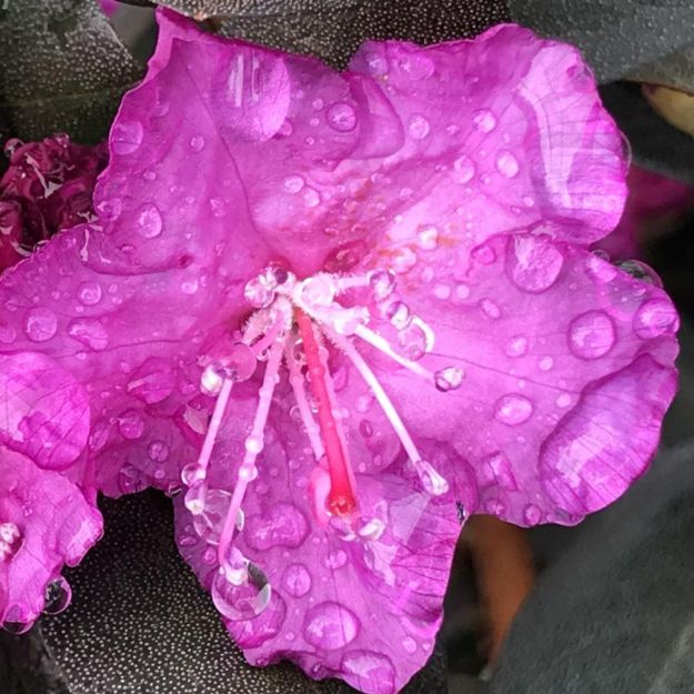 Picture of Rhododendron x 'PJM Elite Star' PP27780 #3
