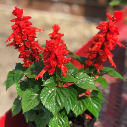 Show details for Salvia splendens Mojave™ Red 6 inch Picture of Salvia splendens Mojave™ Red 6 inch
