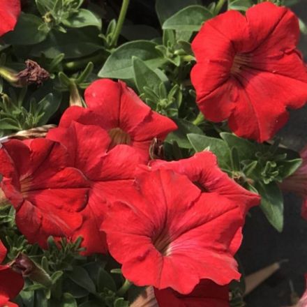Show details for Petunia Supertunia® Really Red PP16803 4.5"PW (10/flat) Picture of Petunia Supertunia® Really Red PP16803 4.5"PW (10/flat)