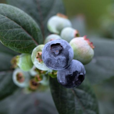 Show details for Vaccinium Bushel and Berry® Pink Icing® PP23336 #2BB Picture of Vaccinium Bushel and Berry® Pink Icing® PP23336 #2BB