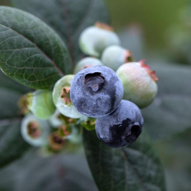 Picture of Vaccinium Bushel and Berry® Pink Icing® PP23336 #2BB
