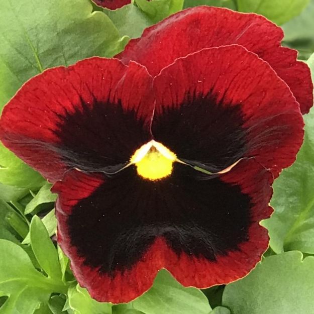 Picture of Pansy Matrix Red Blotch 6 inch