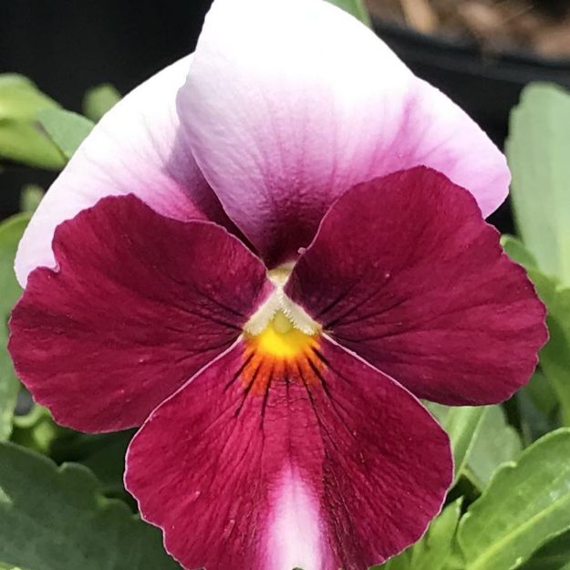 Picture of Viola ColorMax Beacon Rose 6 inch