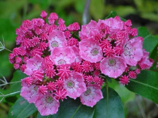 Picture of Kalmia latifolia 'Sarah' #3AB