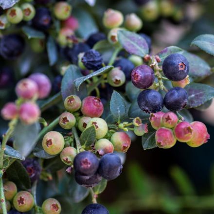 Show details for Vaccinium Bushel and Berry® Blueberry Buckle® PP22521 #2BB Picture of Vaccinium Bushel and Berry® Blueberry Buckle® PP22521 #2BB